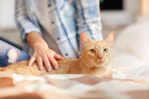 Wie Kann Ich Meiner Katze Die Hitze Erträglicher Machen mobiclinic.de